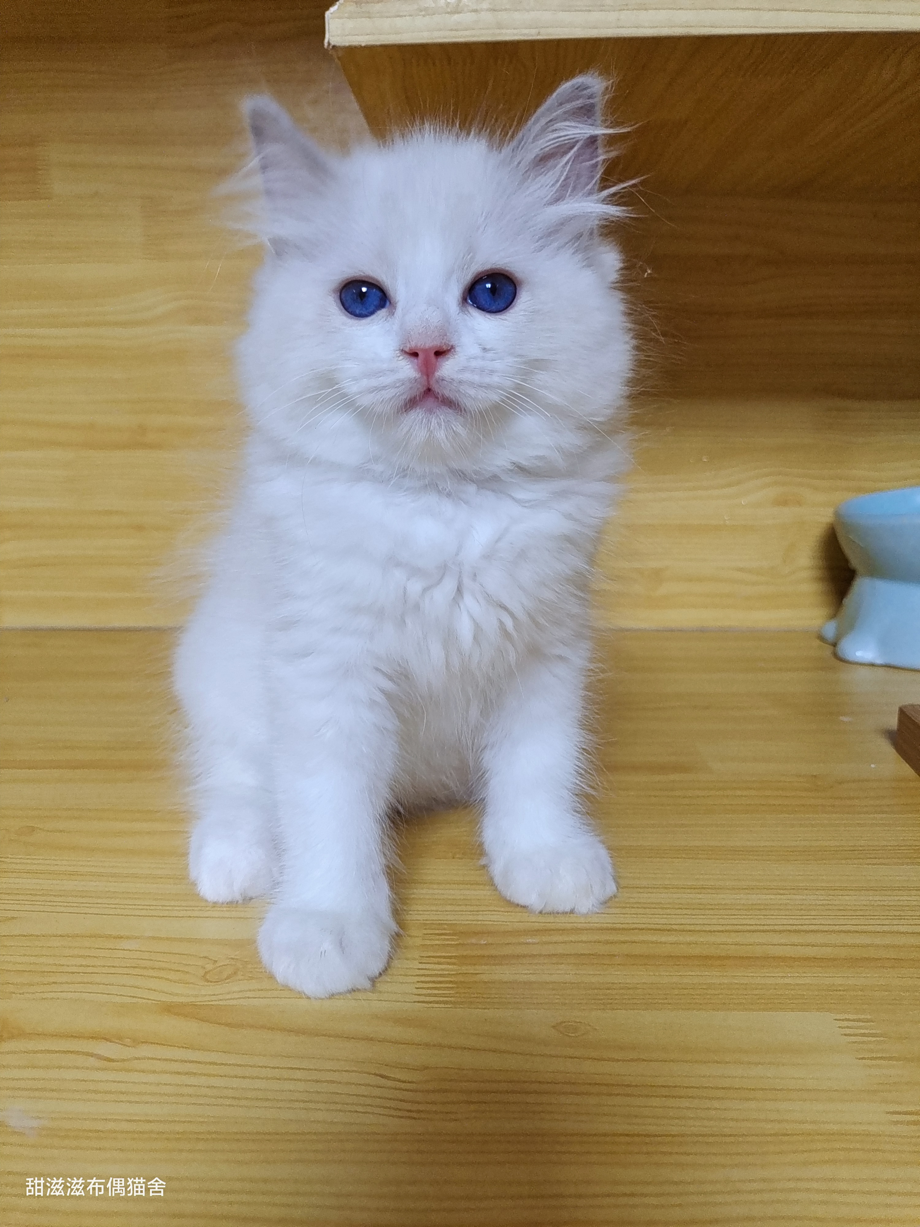 布偶猫弟弟，纯白色毛发，蓝色大眼睛